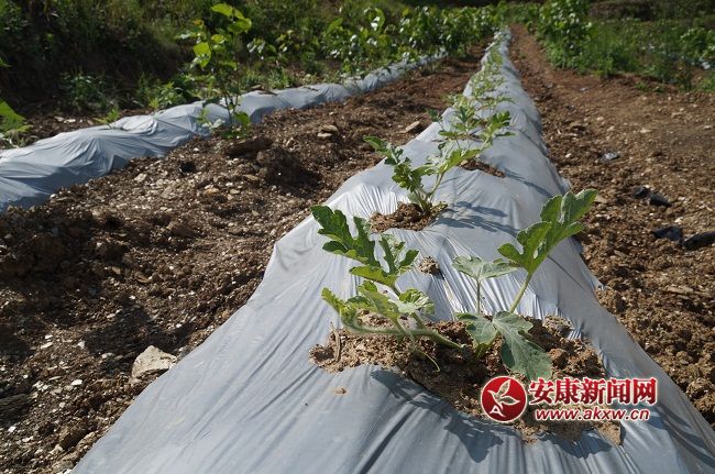 ��һ������L(zh��ng)��(sh��)ϲ�����Y���ֽ�B���@��һ�N�� �����۵ă�(y��u)�|(zh��)����Ʒ�N��Ŀǰ�Ј�(ch��ng)ϡȱ���ۃr(ji��)����(hu��)������ͨƷ�N������.JPG