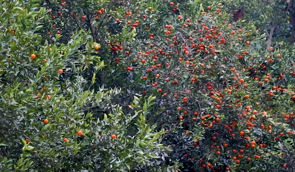 ��ꖣ������S�� ���r����