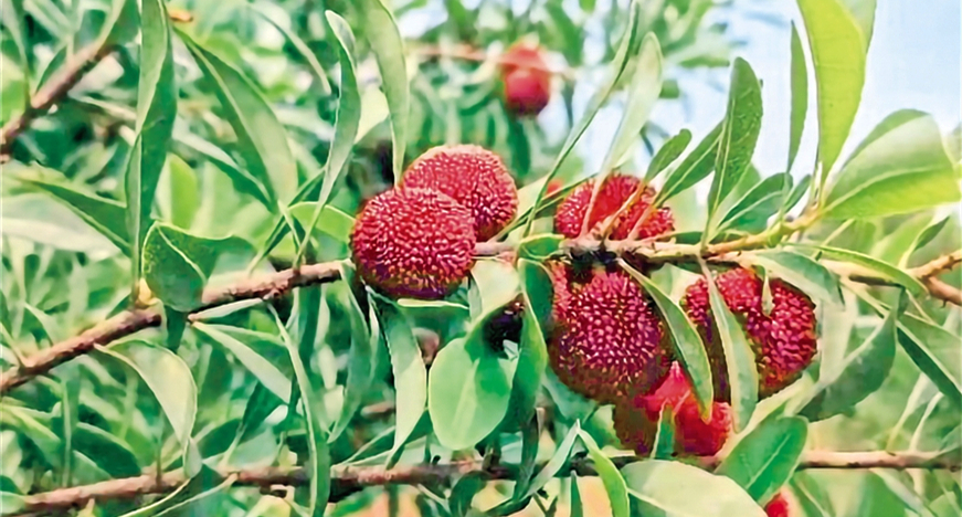 �ٮ���÷�M��ʢ����