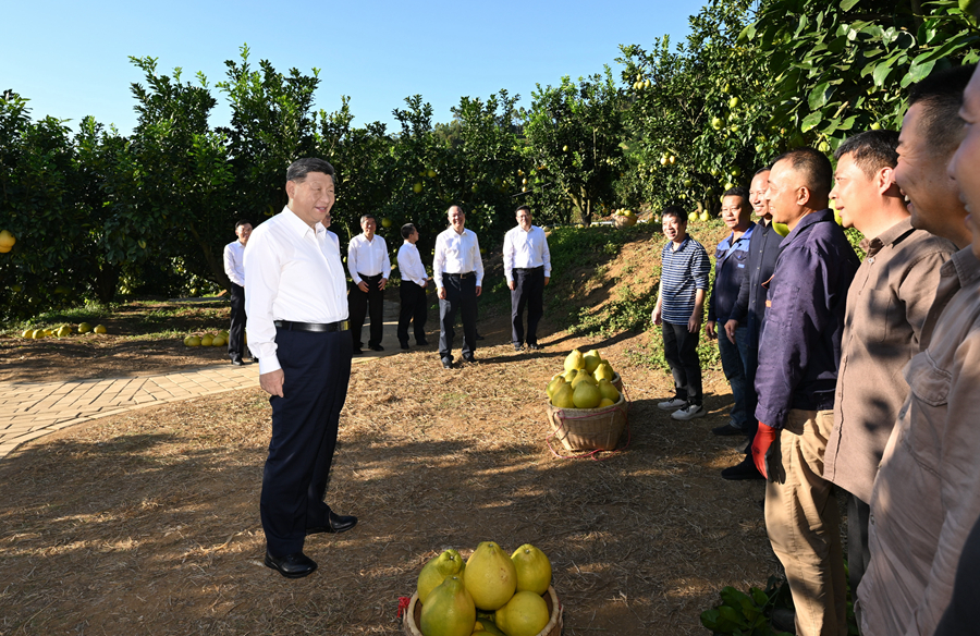 2025年11月7日，習(xí)近平總書(shū)記在梅州市梅縣區(qū)雁洋鎮(zhèn)南福金柚種植基地考察時(shí)，同果農(nóng)和農(nóng)技人員親切交流。
