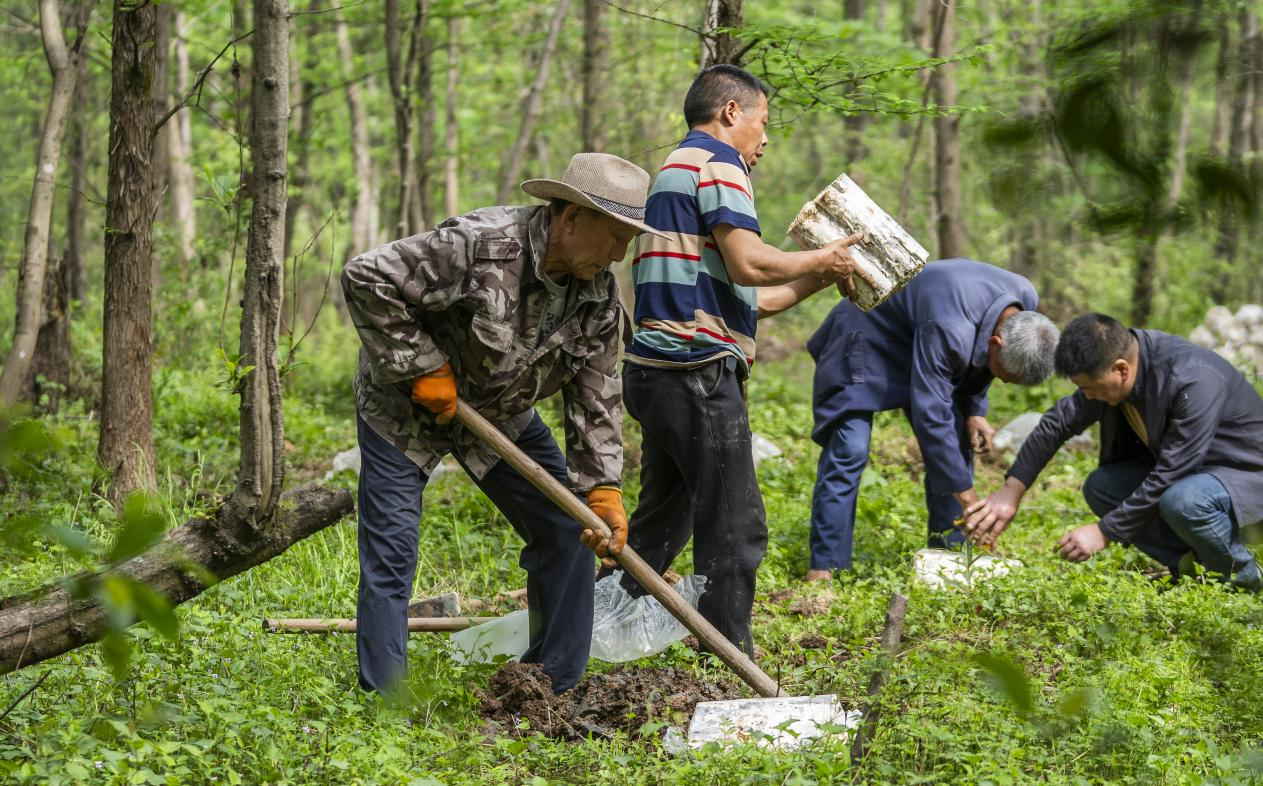 2025年4月16日，江西新余，仙女湖區(qū)河下鎮(zhèn)花園村林場，人們正在搬運(yùn)、栽植靈芝菌棒。